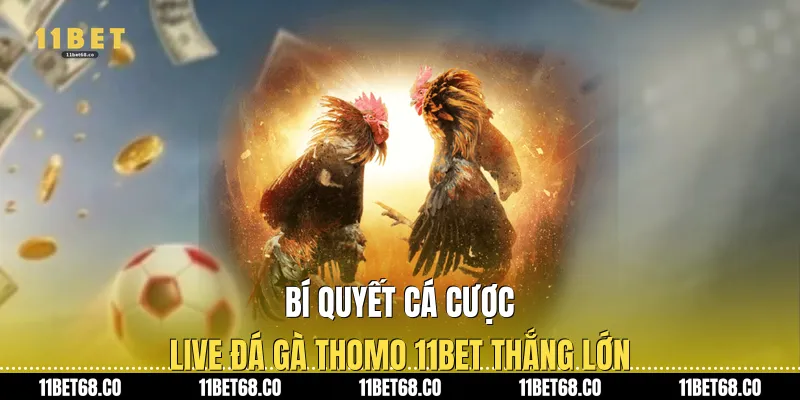 Bí quyết cá cược Live đá gà thomo 11Bet thắng lớn